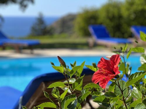 a red flower in front of a pool at Villa Anemos, Spartia, Kefalonia in Spartia