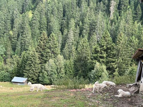 a group of sheep grazing in a field with a forest at Casa Ucliva - Charming Alpine Apartment Getaway in the Heart of the Swiss Alps in Rueras