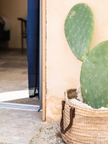a cactus in a basket next to a wall at Eco lodge Carbonaccio in Chiatra