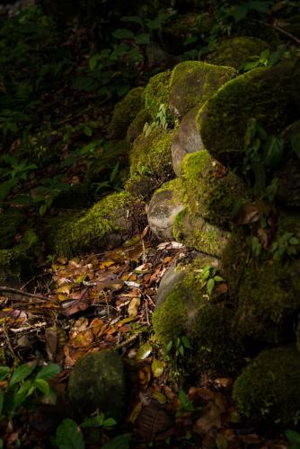 a group of rocks and plants on the ground at Wanakaset Panama in Dolega