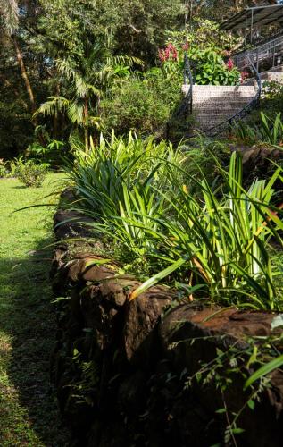 a row of plants in a garden at Wanakaset Panama in Dolega