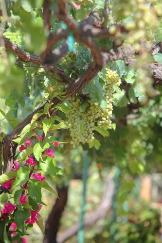 a bunch of pink and white grapes on a tree at Venetis Luxury Apartments in Chios