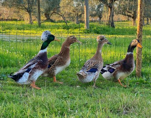 a group of ducks standing next to a fence at Quinta da Tapada de São Pedro in Vimieiro