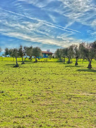 a field with trees and a house in the background at Quinta da Tapada de São Pedro in Vimieiro