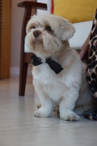 a small white dog wearing a black bow tie at Paradiso Corporate in Cabo Frio