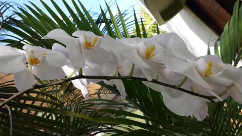 a group of white flowers on a palm tree at CozyBeach large 1BdrApt 50 steps from Atlantic Ocean private street between Ocean Park & Isla Verde 5 mins from Airport in San Juan