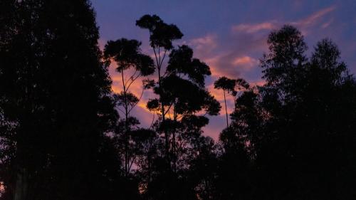 a group of trees with a sunset in the background at Diamond Vault Rustic Mountain Cabins in Hogsback