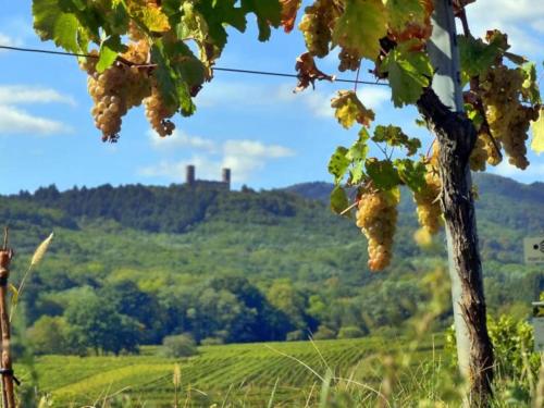 uma vista para uma vinha com uvas penduradas numa árvore em Au cœur de Barr - Le p'tit Ritz em Barr