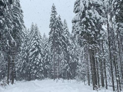 a group of trees with snow on them at Ellen-Lara in Jasenak