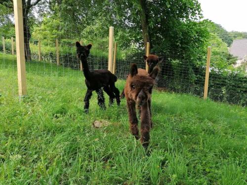 Casa de Alpaca في Schmelz: ثلاث ليالي تمشي في العشب في حقل