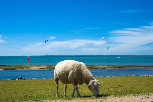 a sheep grazing in a field next to a body of water at Ferienwohnung-Ausblick in Vitzdorf