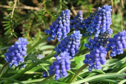 Jardín al aire libre en Aldörrum Hoevelogementen