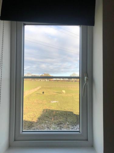 a window with a view of a field with horses at Comfort, peace and quiet guaranteed in this 3 bed in West Auckland