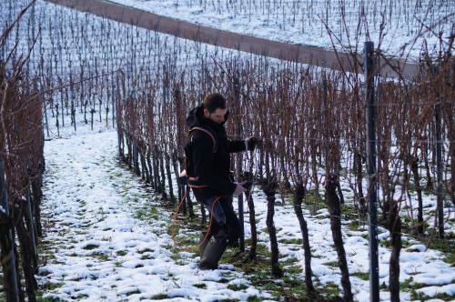 a man walking through a vineyard in the snow at Gästehaus Winzerhof am Schlierbach in Weiler bei Weinsberg