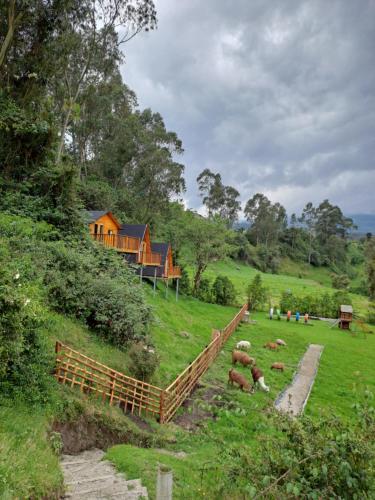 a herd of sheep in a field with a house at Glamping El Reencuentro in Machachi