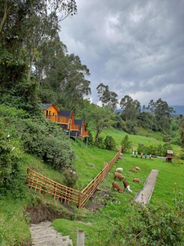 eine Herde Schafe auf einem Feld mit einem Haus in der Unterkunft Glamping El Reencuentro in Machachi