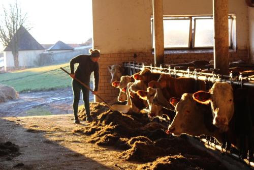 a man standing in front of a group of cows at Hofstub´n in Eschlkam