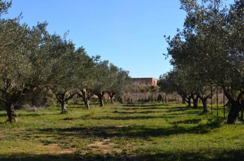 een rij olijfbomen in een veld bij The Fool & The Princess Wooden House 2 in Valencia