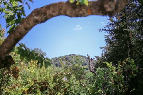 a view of a mountain through the trees at Legacy 1930s in Prodromos