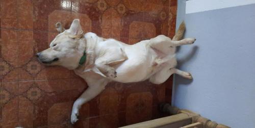 a dog is jumping in the shower at Unearth Hostel (Pondicherry) in Auroville