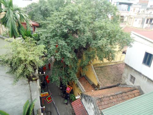 an overhead view of a large tree next to a building at North Hostel N.2 in Hanoi