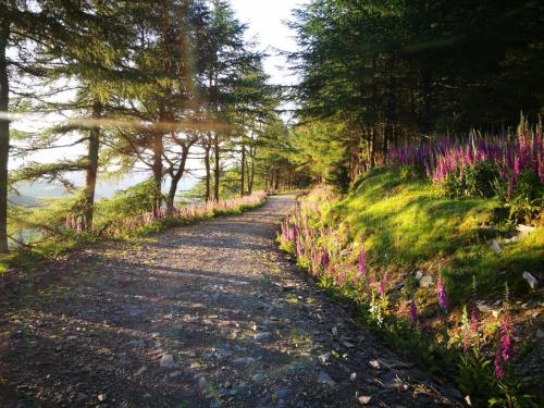 un camino de tierra con flores a un lado en Manyleith Rig Cottage en Polmood