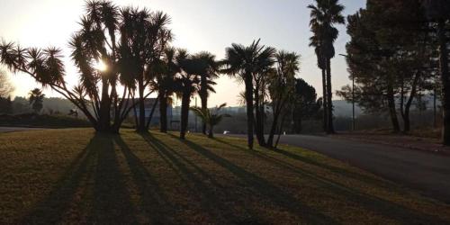 a group of palm trees on the side of a road at Ferrara Rooms in Paços de Ferreira