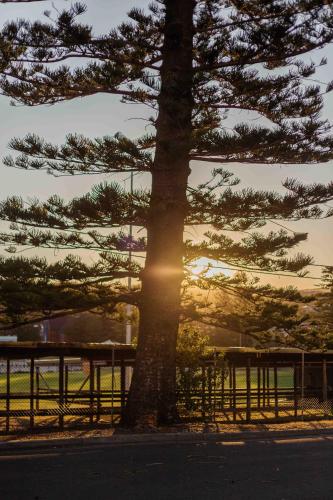 a pine tree with the sun setting behind it at Driftwood Beach House in Kiama