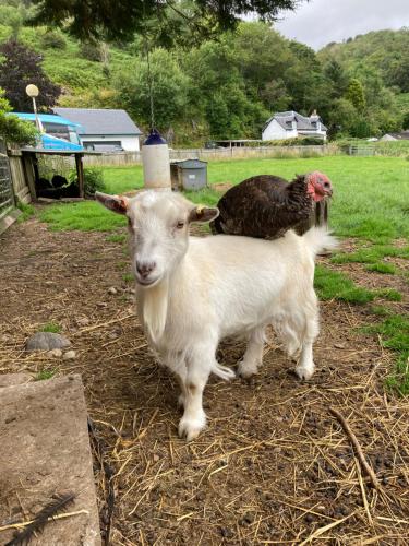 two goats standing next to each other in a field at Highland Croft B&B in Onich