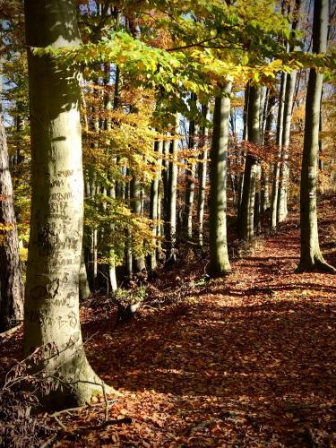 a forest of trees with leaves on the ground at HARABURDI® Recyclart Hotel in Kostelec nad Orlicí