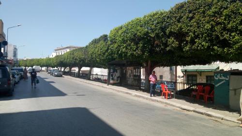 a line of trees on the side of a street at El Patio Courtyard House in Tunis