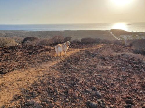 a dog standing on top of a dirt road at Maravilloso y tranquilo alojamiento en el Palm-Mar in Palm-mar