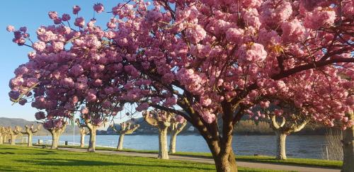 a row of trees with pink flowers on them at Ferienwohnung Am Geysirzentrum in Andernach