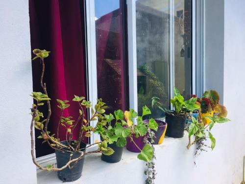 un grupo de plantas en macetas sentadas en el alféizar de una ventana en Casa de Marga en Tandil