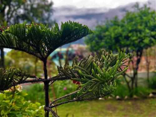 a close up of a pine tree in a garden at Solan Retreat in Solan