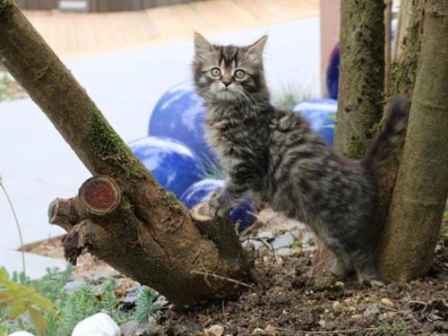 un chaton debout au-dessus d'une branche d'arbre dans l'établissement Le Corrigot, à Pierry