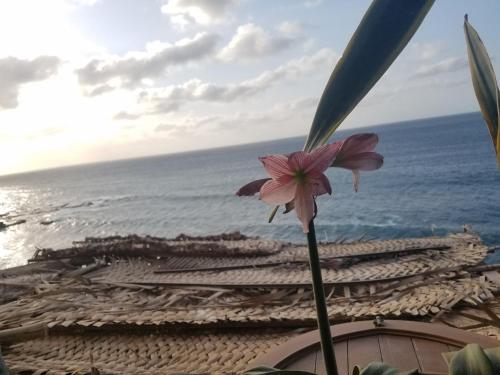 a pink flower in front of the ocean at Casa Fabrice in Ribeira da Prata