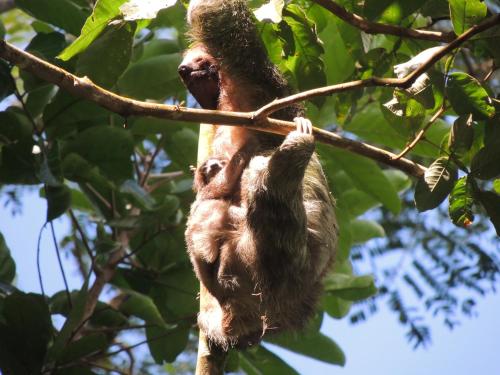 a brown sloth hanging from a tree branch at Cabañas Montañas del Tenorio in San Rafael