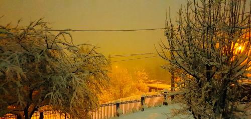 two trees are covered in snow at night at Iepurasul Sinaia in Sinaia