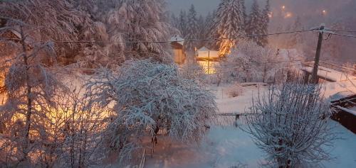 a snow covered yard with trees and a pond at Iepurasul Sinaia in Sinaia