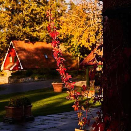 a bunch of red leaves on a tree in a yard at Engø Gård Hotel & Restaurant in Tjøme