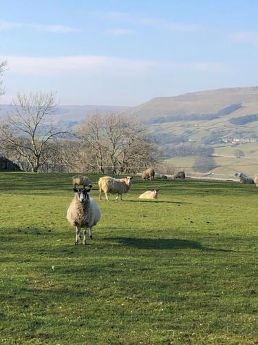 a group of sheep standing in a field at Quarry Cottage near Hawes, Yorkshire Dales, Pet free in Hawes