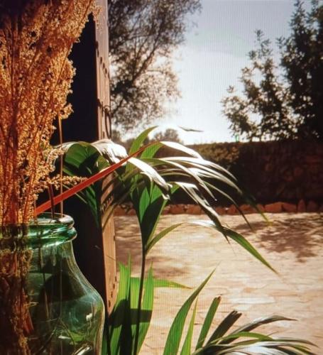 a plant in a glass vase next to a window at Ses cases noves Llucmajor in Llucmajor