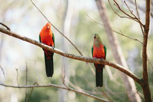 dwa ptaki siedzące na gałęzi drzewa w obiekcie Bluegums Cabins Barrington Tops w mieście Bandon Grove