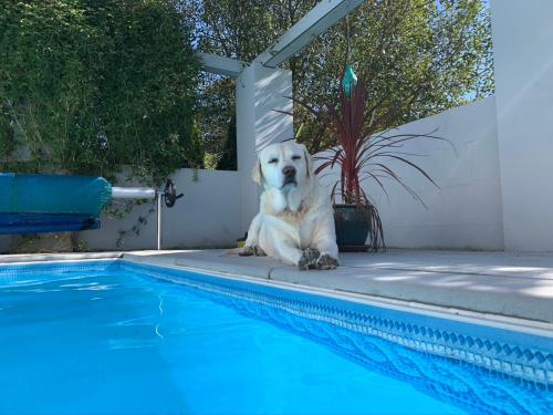 a white dog sitting next to a swimming pool at Silverspring Hideaways in Constantine