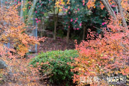 a garden in autumn with red and orange trees at Shiki&Kura in Kurashiki