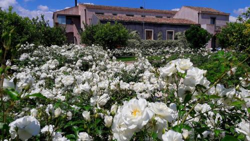 a field of white flowers in front of a house at Ramo d'Aria Etna Boutique Hotel in Giarre