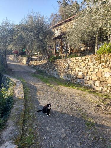 Κατοικίδιο ή κατοικίδια επισκεπτών που μένουν στο Nostro Rifugio