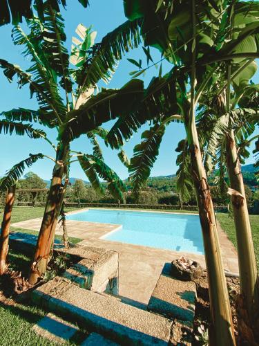 a swimming pool with palm trees around it at Casa D' Almeidas in Amares