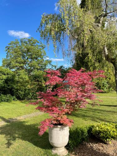 a large flower pot with pink flowers in a park at Au temps suspendu in Champagney